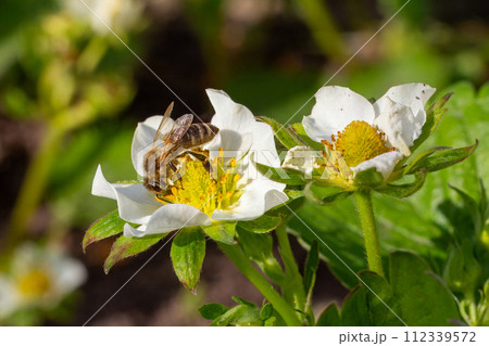 Bee gathering pollen from a white blooming strawberry flower. Bee gathering pollen from a white blooming strawberry flower. 112339572