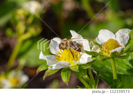 Bee gathering pollen from a white blooming strawberry flower. 112339573