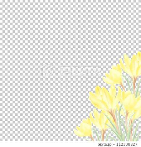 黃色番紅花 - 右側 112339827