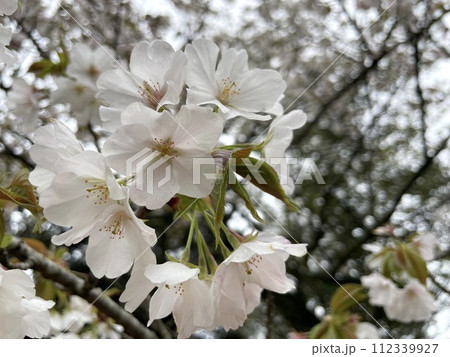 薄ピンクの桜 112339927