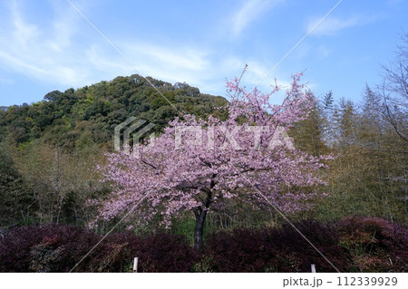 青空と山と桜 112339929
