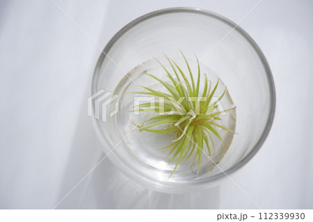 水耕栽培 112339930