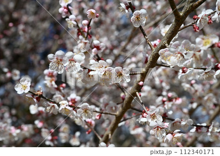梅の花 梅の花 112340171