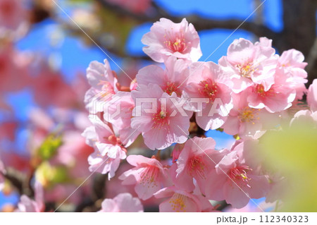 ピンク色の河津桜　 112340323
