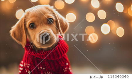 着心地の良いセーターを着た子犬、子犬の目にはクリスマスの喜びがあふれています。 112340340