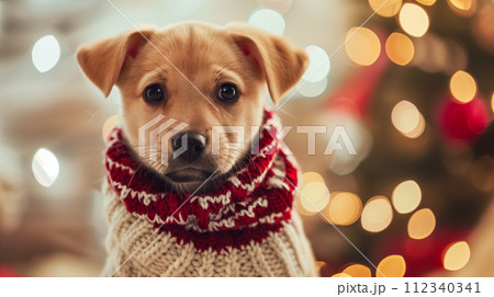 着心地の良いセーターを着た子犬、子犬の目にはクリスマスの喜びがあふれています。 112340341