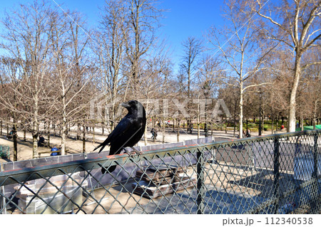 パリ、フランス。冬のチュイルリー公園でフェンスの上に佇むカラス。2022年2月27日撮影。。 112340538