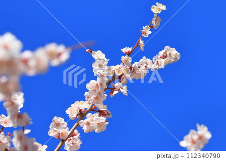 ピンク色の梅の花 豊後(ぶんご) ピンク色の梅の花 豊後(ぶんご) 112340790