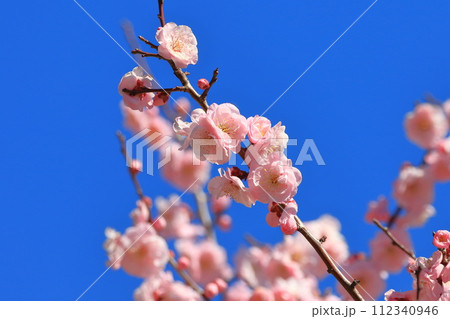 ピンク色の梅の花 武蔵野(むさしの) ピンク色の梅の花 武蔵野(むさしの) 112340946