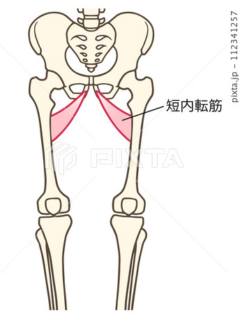 短内転筋 112341257
