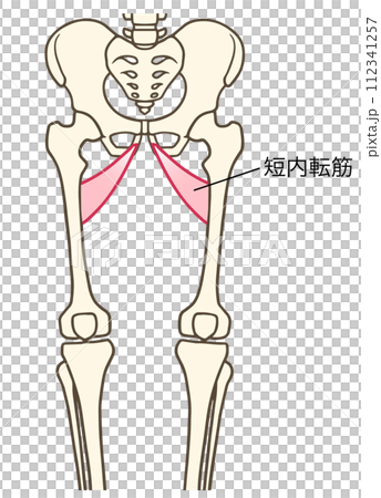 短内転筋 112341257
