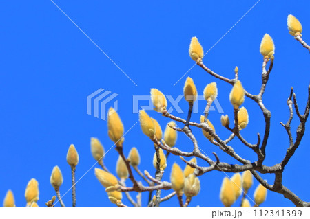 ふくらんできた白木蓮（ハクモクレン）のつぼみ 112341399