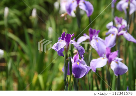 花菖蒲 紬娘① 花菖蒲 紬娘① 112341579
