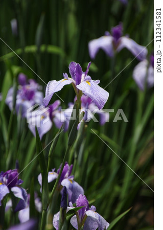 花菖蒲 紬娘③ 花菖蒲 紬娘③ 112341581