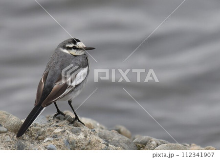 多摩川のハクセキレイ(冬羽) 112341907