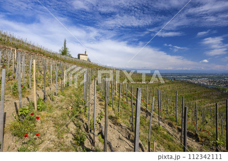 Grand cru vineyard and Chapel of Saint Christopher, Tain l'Hermitage, Rhone-Alpes, France 112342111