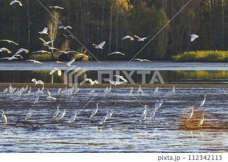 White heron, (Ardea alba, Egretta alba), autumn landscape in Trebonsko region, Southern Bohemia, Czech Republic 112342113