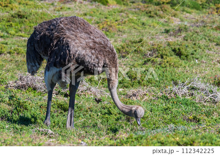 Osterich near cape of good hope 112342225
