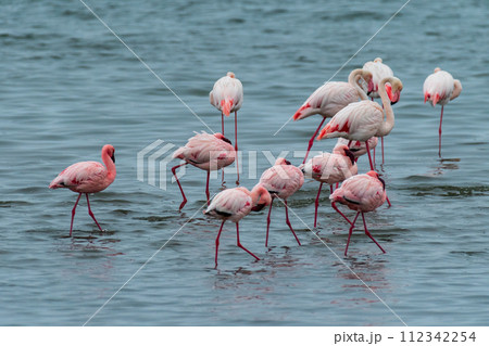 Flamingos near Walvis Bay 112342254