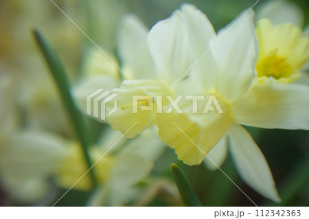 香り豊かなジョンキル水仙の白花、春を呼ぶ 112342363