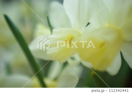 香り豊かなジョンキル水仙の白花、春を呼ぶ 香り豊かなジョンキル水仙の白花、春を呼ぶ 112342441