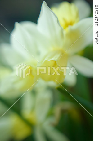 香り豊かなジョンキル水仙の白花、春を呼ぶ 112342580