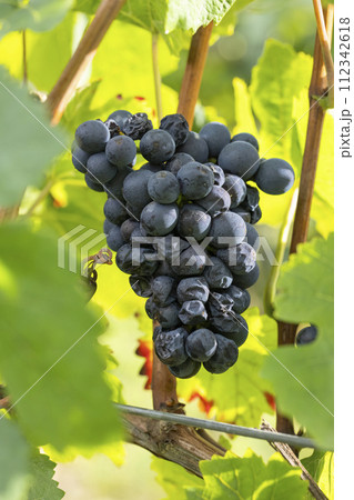 Grapes infested with rot and mold Grapes infested with rot and mold 112342618