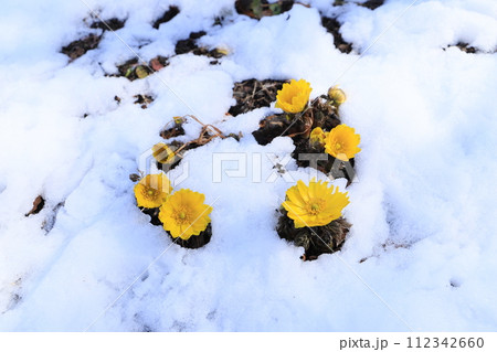福寿草と雪 福寿草と雪 112342660