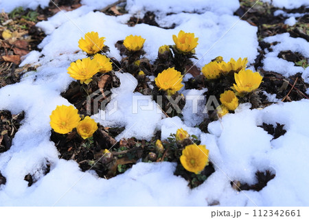 福寿草と雪 福寿草と雪 112342661