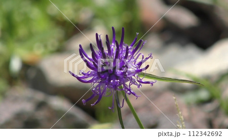 フィティウマ・オルビクラレの花 112342692