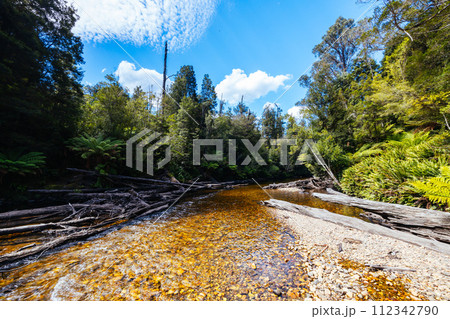 Old Growth Forest in Styx Valley Tasmania Australia 112342790