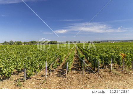Typical vineyards near Aloxe-Corton, Cote de Nuits, Burgundy, France 112342884