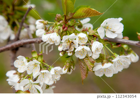 Close up view of working honeybee on white flower of sweet cherry tree. Collecting pollen and nectar to make sweet honey. 112343054