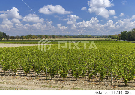 Vineyards near Margaux (Chateau Margaux), Bordeaux, Aquitaine, France Vineyards near Margaux (Chateau Margaux), Bordeaux, Aquitaine, France 112343086