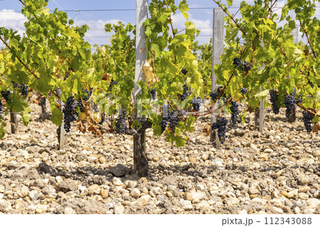Vineyards near Saint-Julien-Beychevelle, Bordeaux, Aquitaine, France 112343088