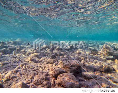 Underwater life of reef with corals and tropical fish. Coral Reef at the Red Sea, Egypt. Underwater life of reef with corals and tropical fish. Coral Reef at the Red Sea, Egypt. 112343180
