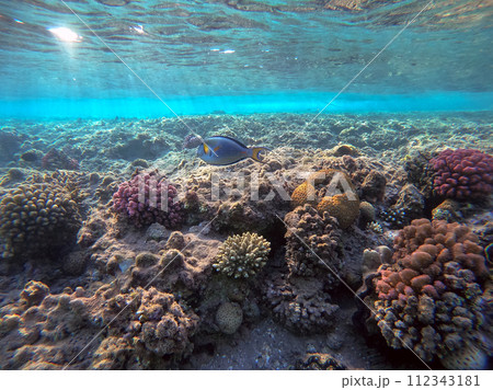 Close up view of Surgeon fish or sohal tang fish (Acanthurus sohal) at the Red Sea coral reef.. Close up view of Surgeon fish or sohal tang fish (Acanthurus sohal) at the Red Sea coral reef.. 112343181