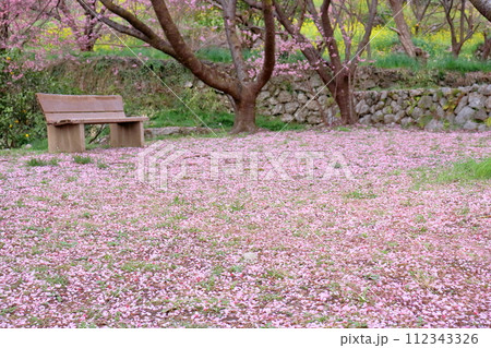 花びらの絨毯とベンチ 雪割り桜 (高知県 須崎市 桑田山) 花びらの絨毯とベンチ 雪割り桜 (高知県 須崎市 桑田山) 112343326
