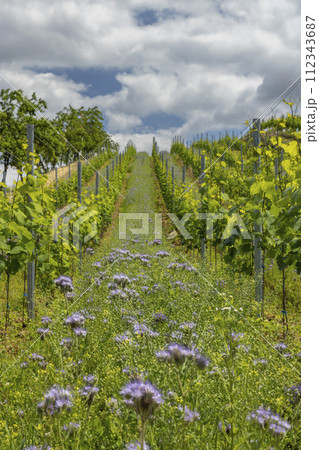 Vineyards with flovers near Cejkovice, Southern Moravia, Czech Republic 112343687
