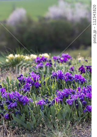 Dwarf iris in Pusty kopec u Konic near Znojmo, Southern Moravia, Czech Republic Dwarf iris in Pusty kopec u Konic near Znojmo, Southern Moravia, Czech Republic 112343820