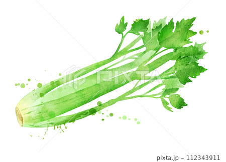 Vector watercolor illustration of celery 112343911