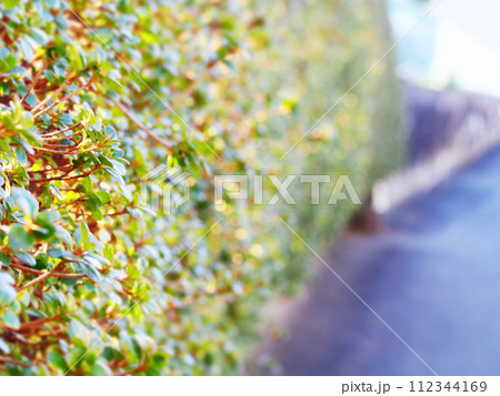住宅街の道路と生垣 112344169