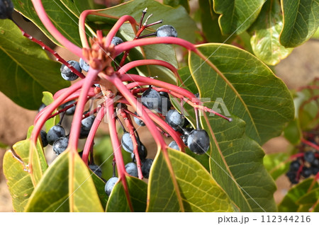 エゾユズリハ(蝦夷譲葉)ユキノシタ目 エゾユズリハ(蝦夷譲葉)ユキノシタ目 112344216