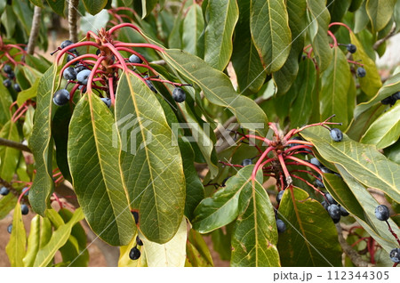 エゾユズリハ(蝦夷譲葉)ユキノシタ目 エゾユズリハ(蝦夷譲葉)ユキノシタ目 112344305