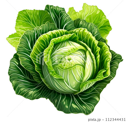 Cabbage Cabbage 112344431