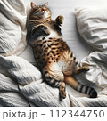 ベッドに仰向けで眠っているキジ猫 112344750