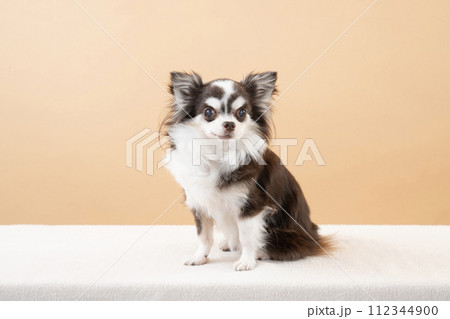 ベージュバックと微笑むチワワのチョコ 112344900