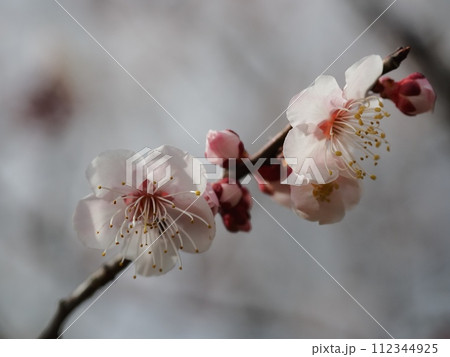 春の訪れを告げる紅梅の花 112344925