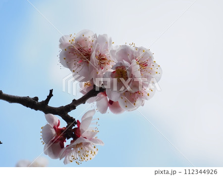 春の訪れを告げる紅梅の花 112344926