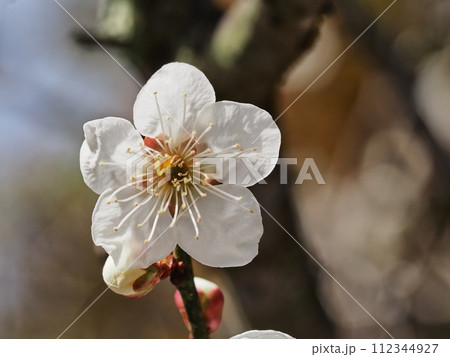 春の訪れを告げる梅の花 112344927